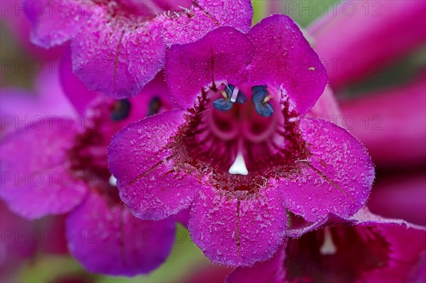 Penstemon (Penstemon hybrid)