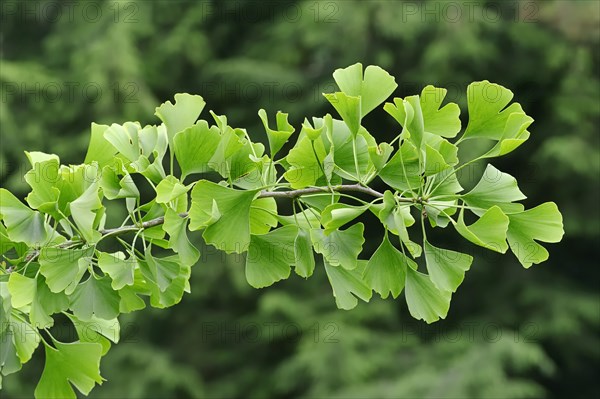 Ginkgo tree