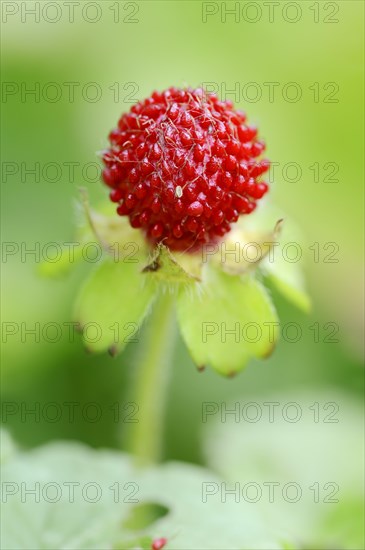 Mock Strawberry