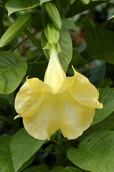 Golden Angel's Trumpet or Trumpet Tree (Brugmansia aurea)