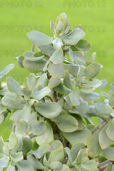 Silver-Dollar Plant