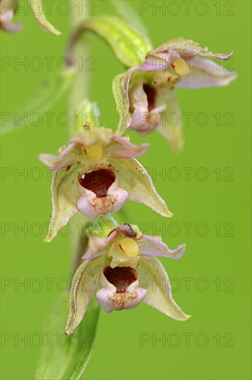 Broad-leaved helleborine (Epipactis helleborine)