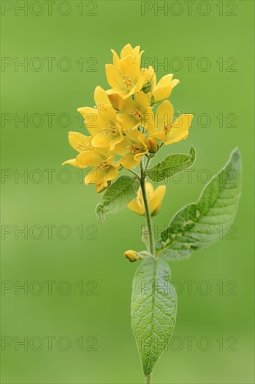 Garden Loosestrife