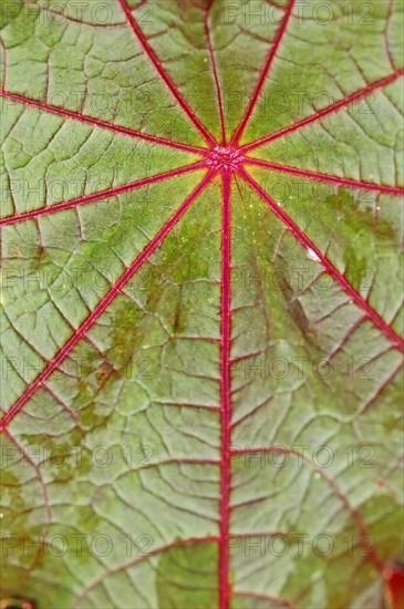 Castor Oil Plant