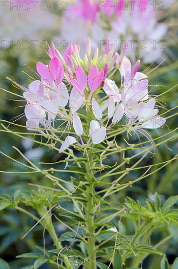 Spider Flower