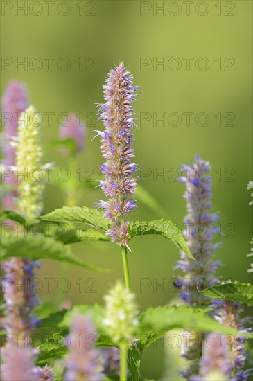 Blue giant hyssop or Anise hyssop (Agastache foeniculum