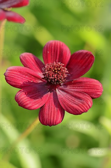 Chocolate Cosmos or Black Cosmos (Cosmos atrosanguineus)