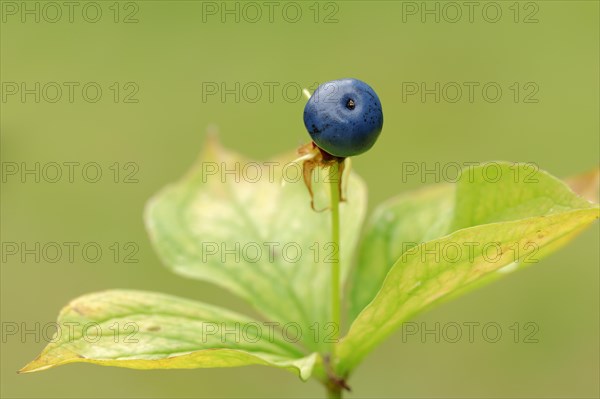 Herb Paris or True Lover's Knot (Paris quadrifolia)