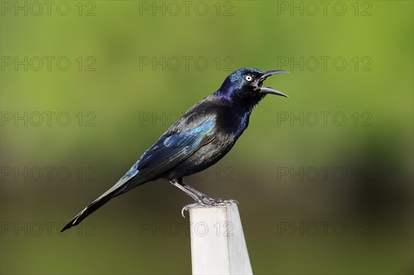 Common Grackle (Quiscalus quiscula)