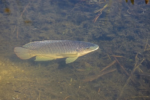 Blue Tilapia (Oreochromis aureus)