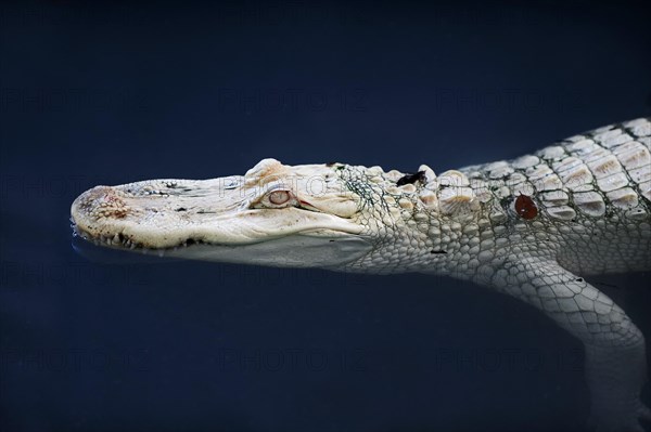 American Alligator (Alligator mississippiensis)