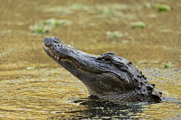 American Alligator (Alligator mississippiensis) in the water