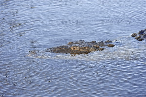 American Crocodile (Crocodylus acutus) in the water