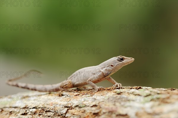 Florida Bark Anole (Anolis distichus floridanus)