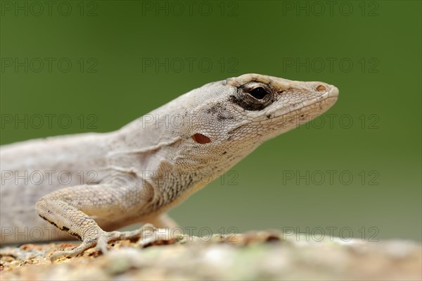 Florida Bark Anole (Anolis distichus floridanus)