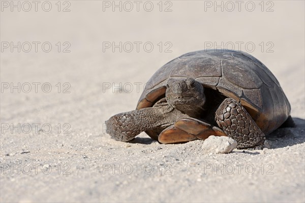 Gopher Tortoise (Gopherus polyphemus)