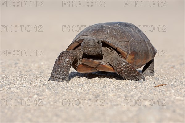 Gopher Tortoise (Gopherus polyphemus)