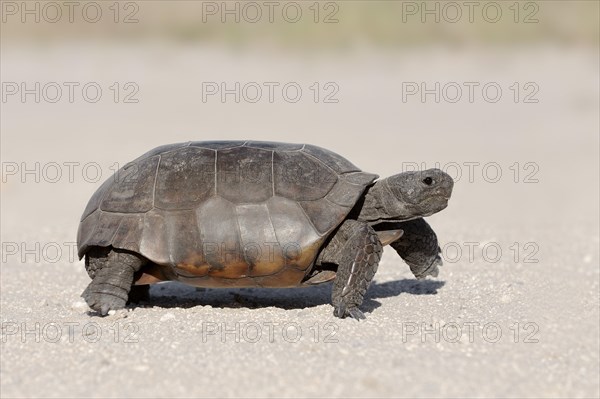 Gopher Tortoise (Gopherus polyphemus)