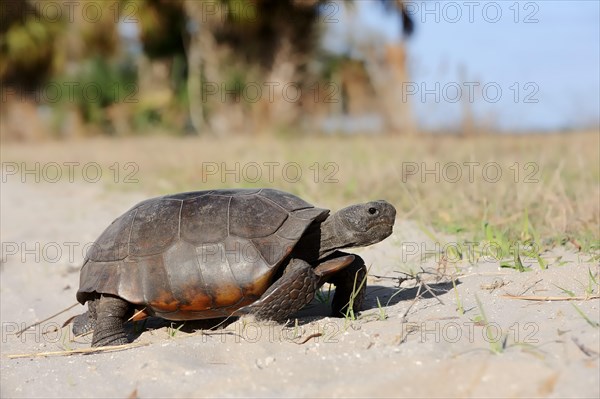 Gopher Tortoise (Gopherus polyphemus)