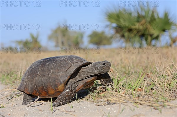 Gopher Tortoise (Gopherus polyphemus)