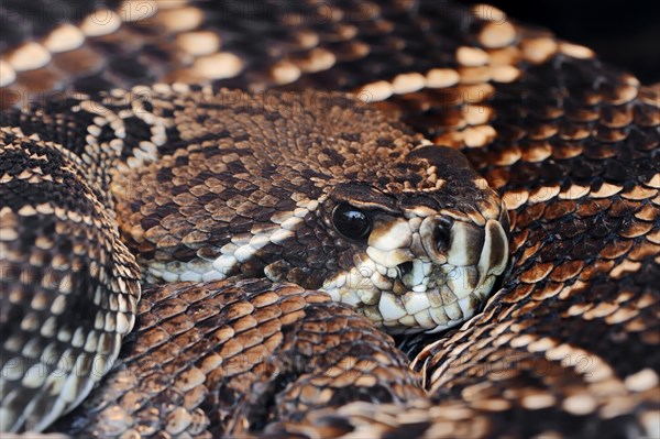 Eastern Diamond-backed Rattlesnake (Crotalus adamanteus)