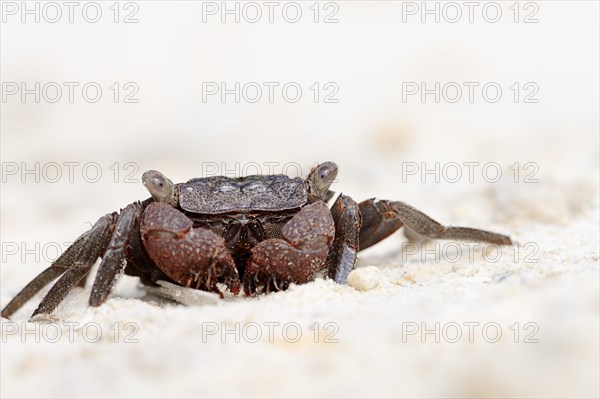 Mangrove Tree Crab (Aratus pisonii)