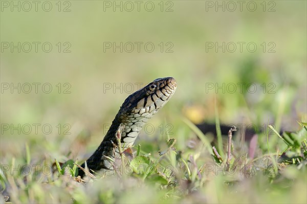 Florida Banded Water Snake (Nerodia fasciata pictiventris)