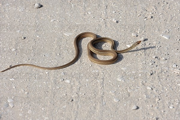 Southern Ribbon Snake (Thamnophis sauritus sackeni)