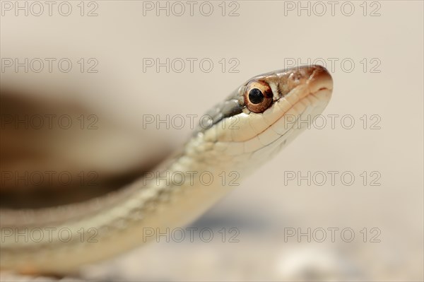 Southern Ribbon Snake (Thamnophis sauritus sackeni)