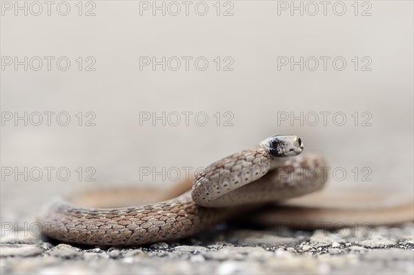 Florida Brown Snake or De Kay's Snake (Storeria dekayi victa