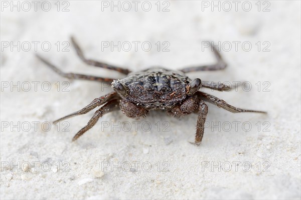 Mangrove Tree Crab (Aratus pisonii)