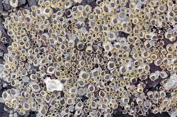 Barnacles (Balanus sp.) on driftwood