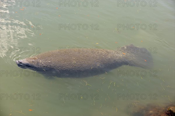 Florida Manatee (Trichechus manatus latirostris)