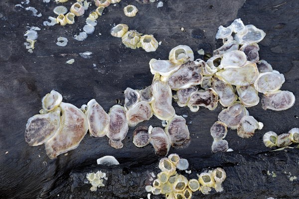 Oysters (Crassostrea sp.) and Barnacles (Balanus sp.) on driftwood