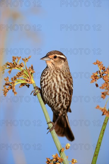 Red-winged Blackbird (Agelaius phoeniceus)