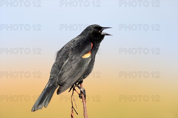 Red-winged Blackbird (Agelaius phoeniceus)