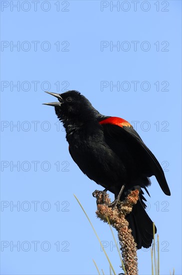 Red-winged Blackbird (Agelaius phoeniceus)