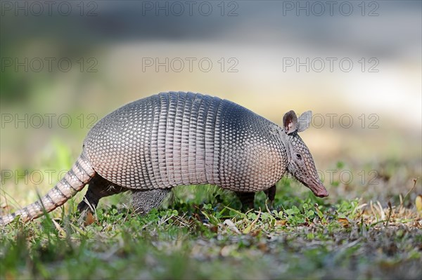 Nine-banded Armadillo (Dasypus novemcinctus)