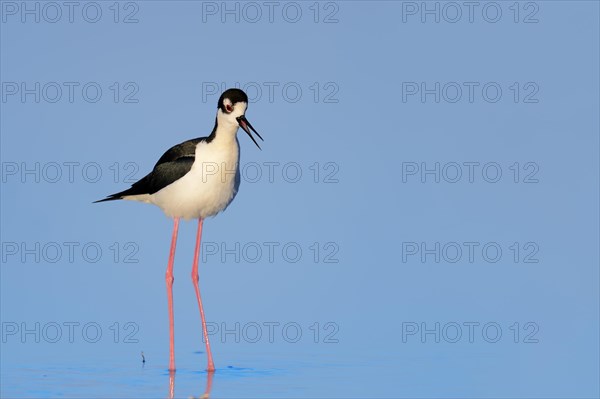 Black-necked Stilt (Himantopus mexicanus)