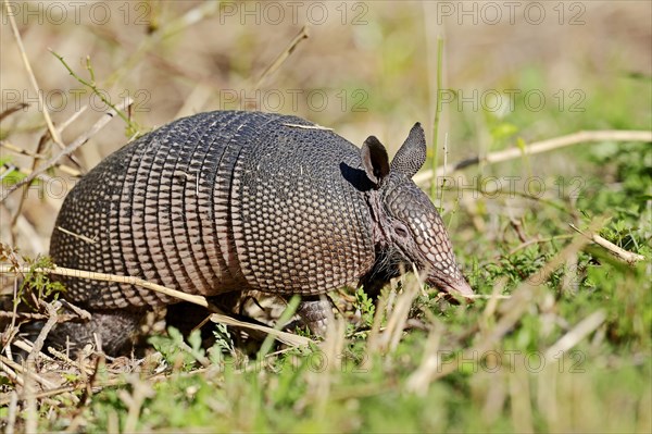 Nine-banded Armadillo (Dasypus novemcinctus)