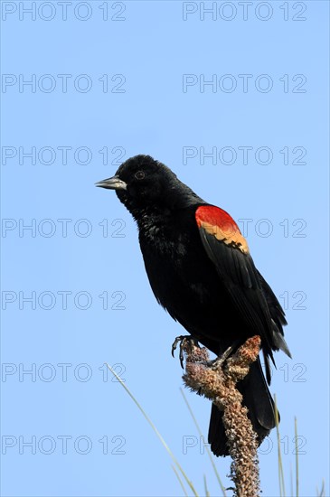 Red-winged Blackbird (Agelaius phoeniceus)