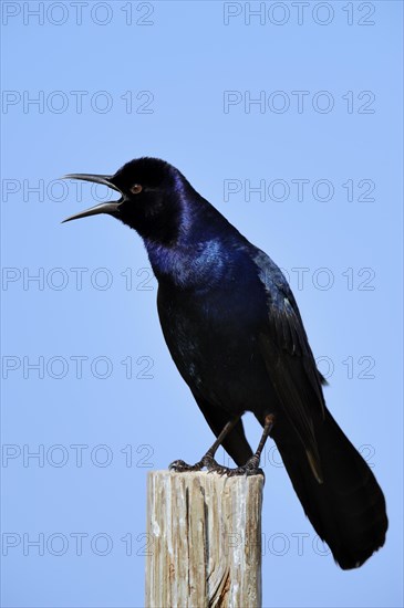 Boat-tailed Grackle (Quiscalus major)