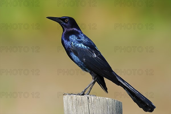 Boat-tailed Grackle (Quiscalus major)