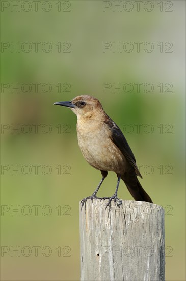 Boat-tailed Grackle (Quiscalus major)