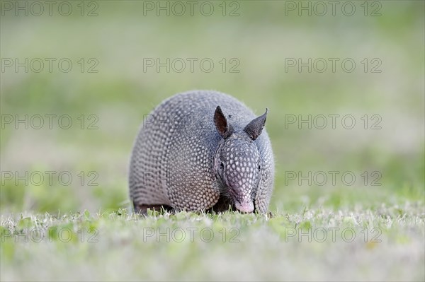 Nine-banded Armadillo (Dasypus novemcinctus)