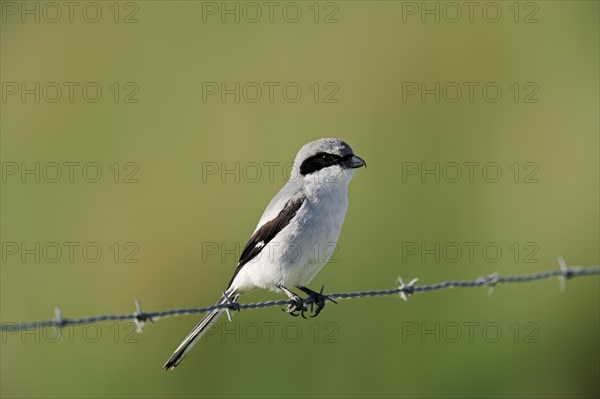 Loggerhead Shrike (Lanius ludovicianus) perched on a barbed wire fence