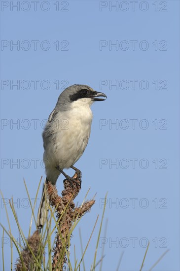 Loggerhead Shrike (Lanius ludovicianus)