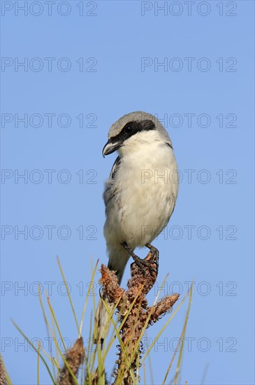 Loggerhead Shrike (Lanius ludovicianus)