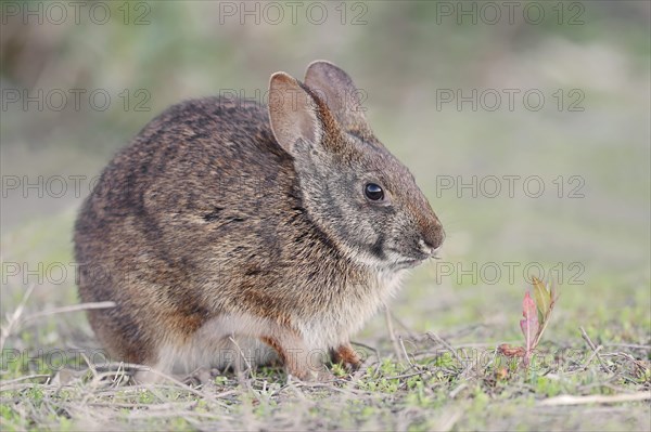 Marsh Rabbit (Sylvilagus palustris paludicola)