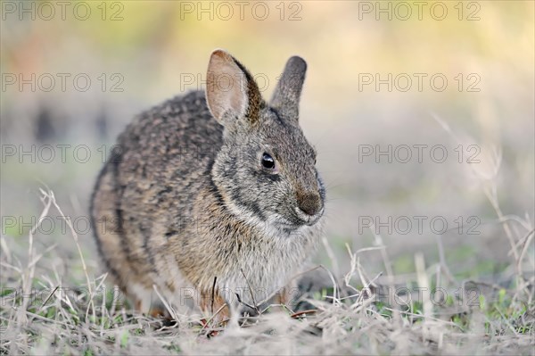 Marsh Rabbit (Sylvilagus palustris paludicola)